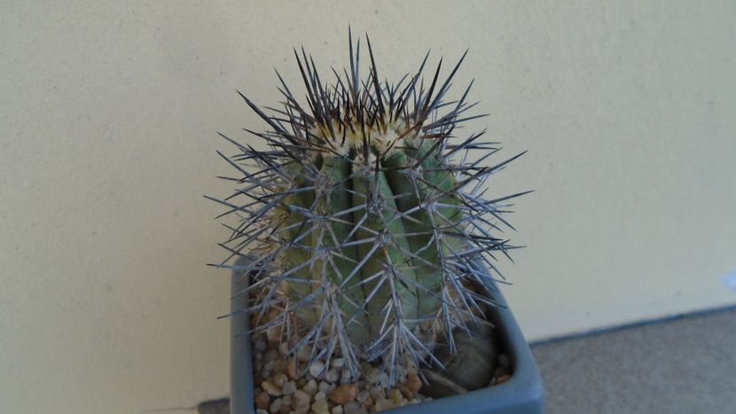 Copiapoa calderana ssp. atacamensis - Cactusi 2020 evolutie primavara