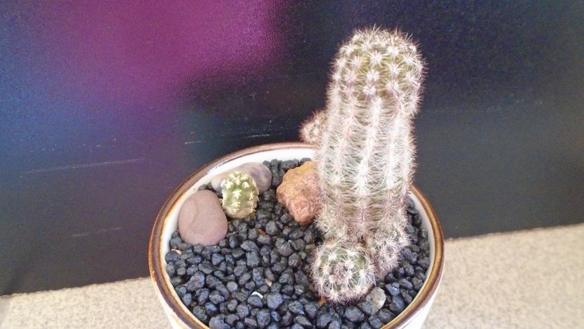 Pygmaeocereus bylesianus & Pygmaeocereus bieblii - Cactusi 2020 evolutie primavara