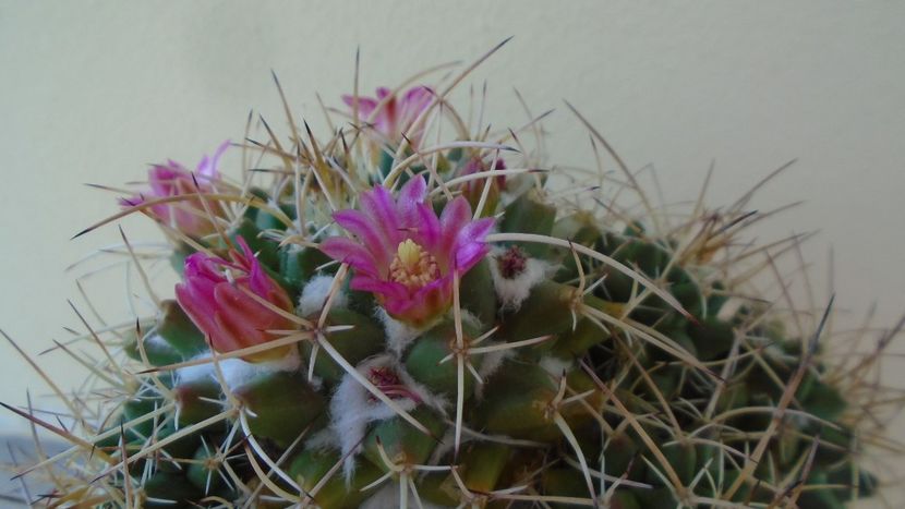 Mammillaria compressa - Cactusi 2020 evolutie primavara