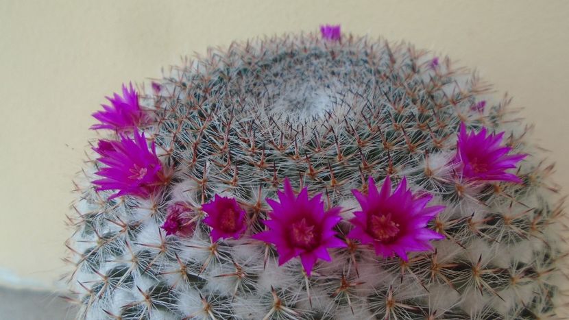 Mammillaria hahniana - Cactusi 2020 evolutie primavara