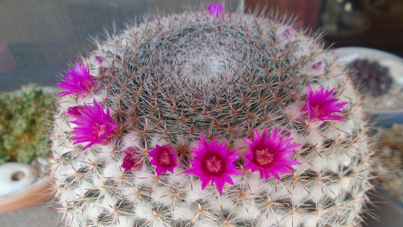 Mammillaria hahniana - Cactusi 2020 evolutie primavara