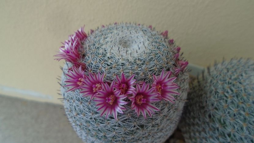 Mammillaria perbella cv. superfina - Cactusi 2020 evolutie primavara