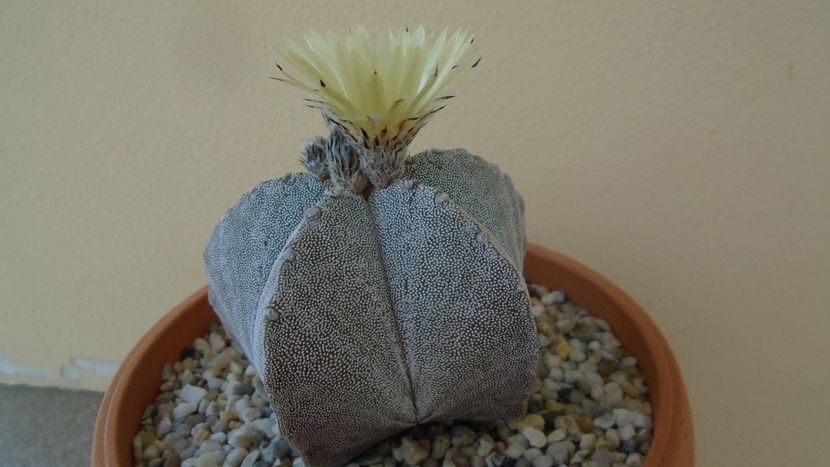 Astrophytum coahuilense - Cactusi 2020 evolutie primavara