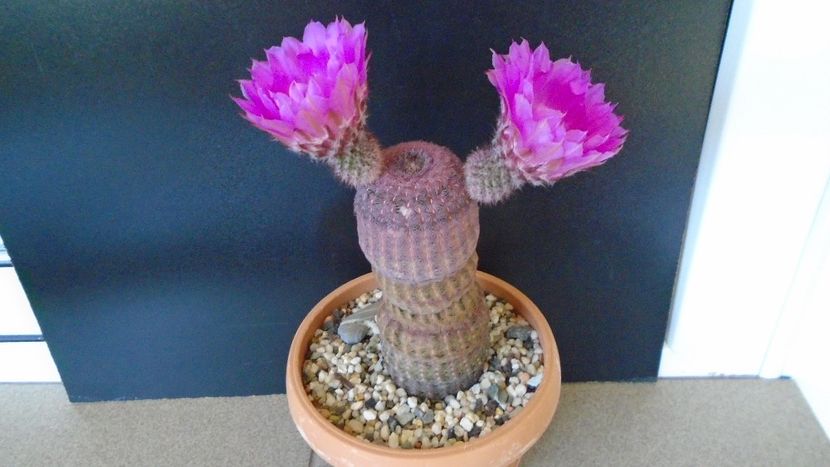 Echinocereus rigidissimus ssp. rubispinus - Cactusi 2020 evolutie primavara