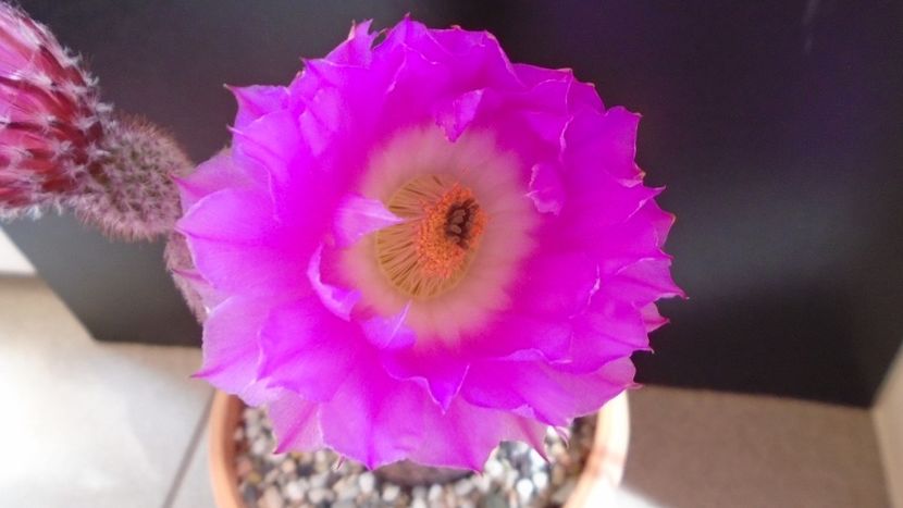 Echinocereus rigidissimus ssp. rubispinus - Cactusi 2020 evolutie primavara