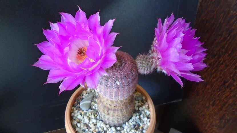 Echinocereus rigidissimus ssp. rubispinus - Cactusi 2020 evolutie primavara