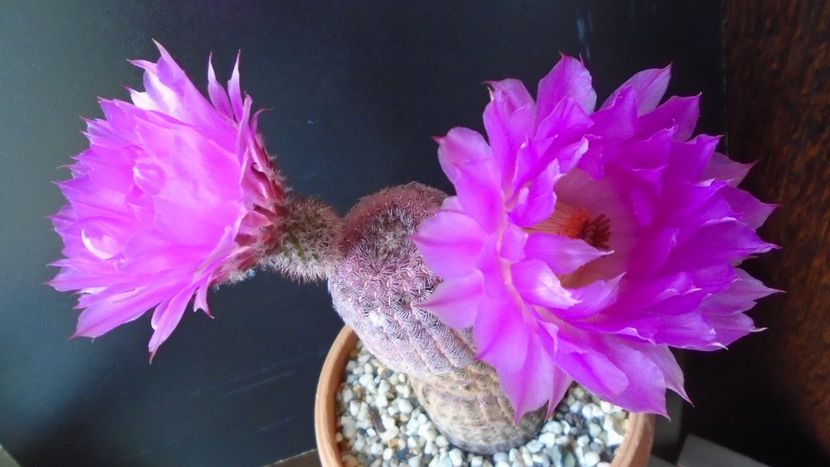 Echinocereus rigidissimus ssp. rubispinus - Cactusi 2020 evolutie primavara