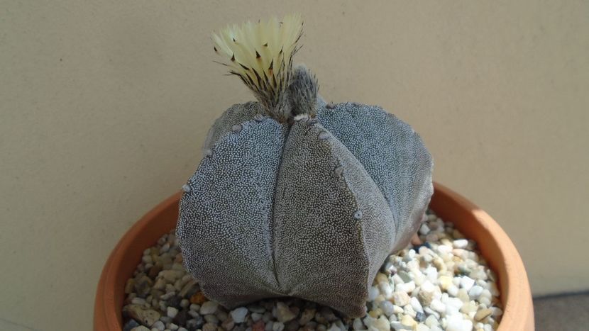 Astrophytum coahuilense - Cactusi 2020 evolutie primavara