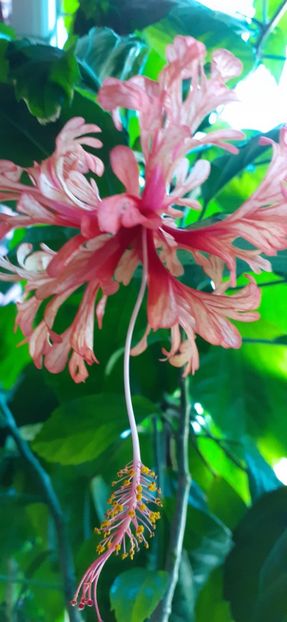 Schizopetallus - Hibiscus 2015-2022