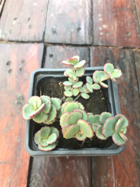 Sedum Siebodii - Suculente