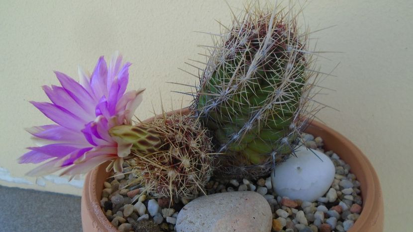 Thelocactus bicolor ssp. pottsii - Cactusi 2020 evolutie primavara