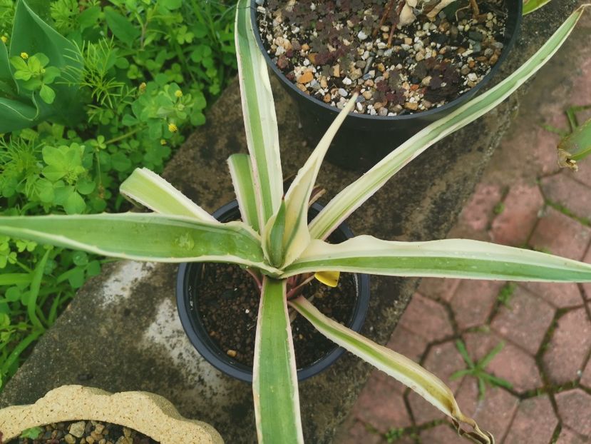 Agave angustifolia special variegata - Vandute