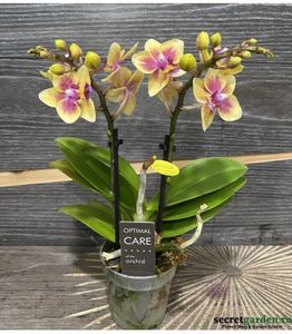 phalaenopsis-sogo-gotris-1307- - phalaenopsis