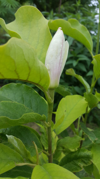 Magnolia x soulangeana - Gradina si terasa PrimaLuce_7-Hello 2020