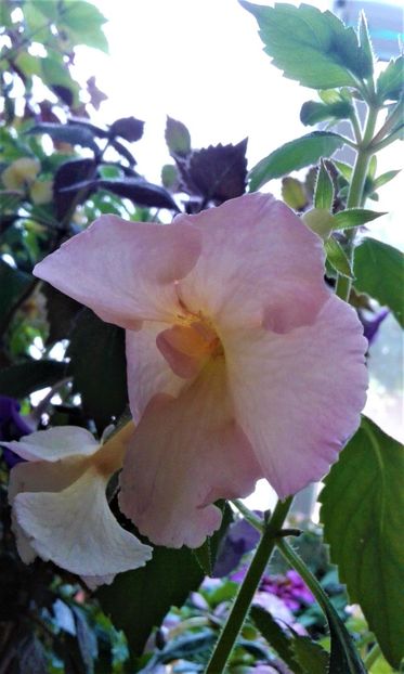  - 000018 ACHIMENES