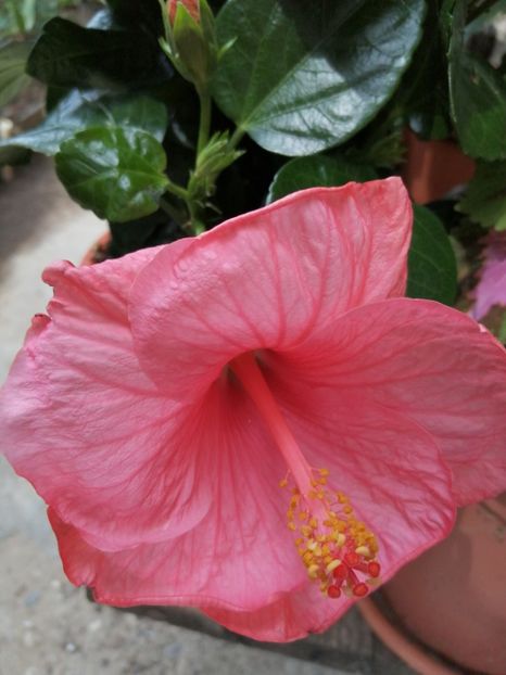  - Hibiscus