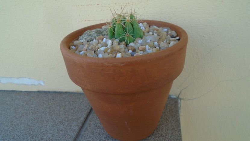 Dolichothele longimamma - Cactusi 2020 evolutie vara