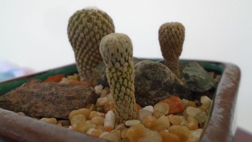 Pelecyphora aselliformis - Cactusi 2020 evolutie vara