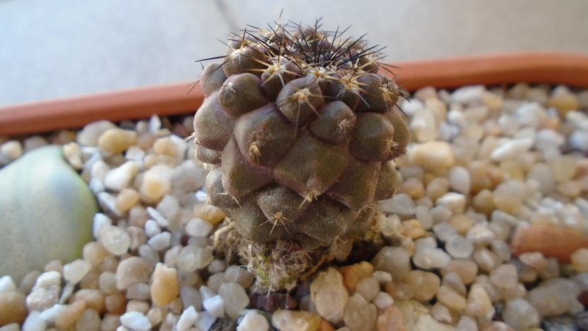 Copiapoa megarrhiza - Cactusi 2020 evolutie vara