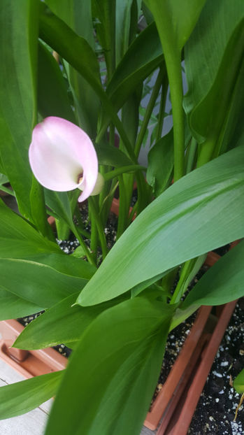 zantedeschia pink - Gradina si terasa PrimaLuce_7-Hello 2020