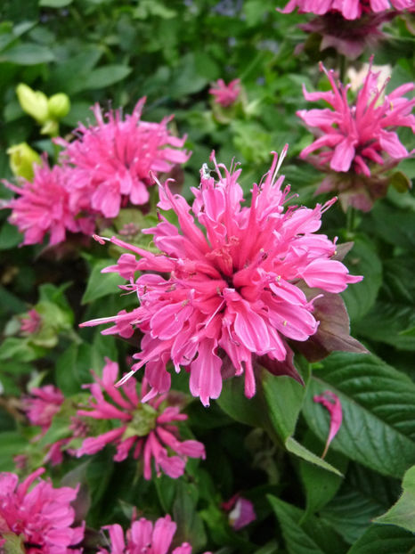 2020 - Monarda