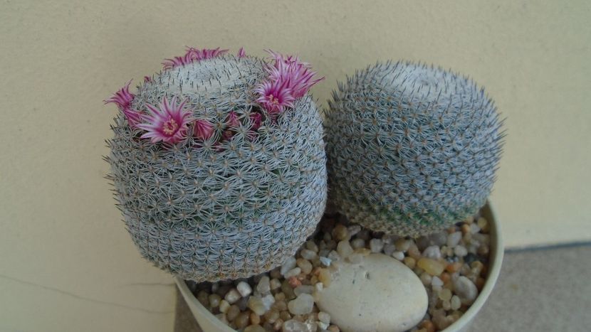 Mammillaria perbella cv. superfina - Cactusi 2020 evolutie vara