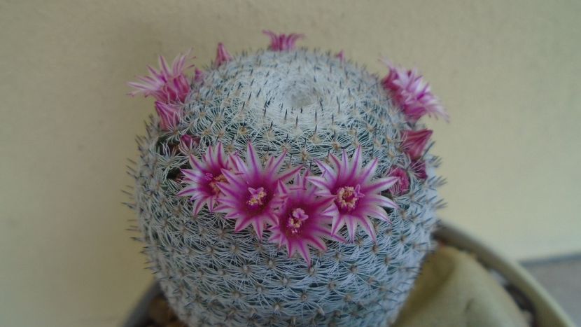 Mammillaria perbella cv. superfina - Cactusi 2020 evolutie vara