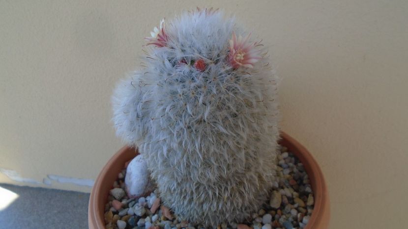 Mammillaria bocasana cv. multilanata - Cactusi 2020 evolutie vara