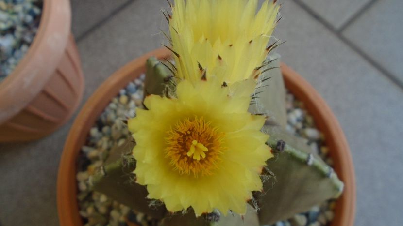 Astrophytum myriostigma - Cactusi 2020 evolutie vara