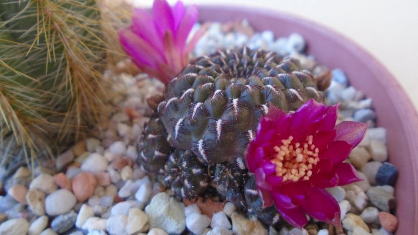 Sulcorebutia heinzii (Rebutia steinbachii) - Cactusi 2020 evolutie vara