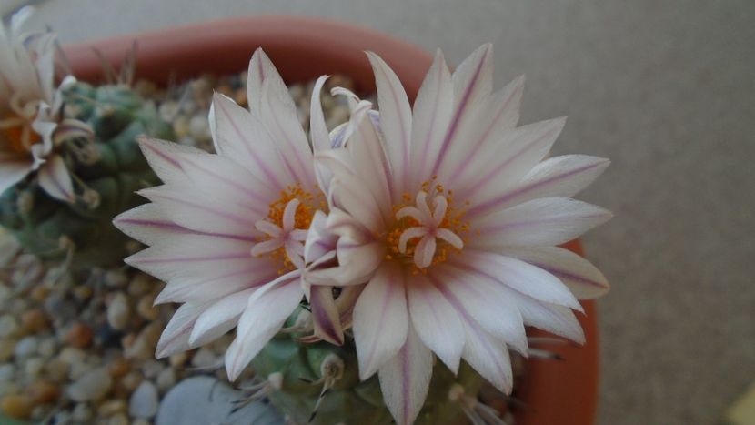 Turbinicarpus hb. - Cactusi 2020 evolutie vara