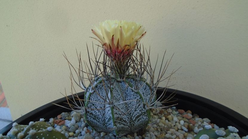 Astrophytum capricorne - Cactusi 2020 evolutie vara