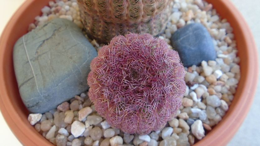 Echinocereus rigidissimus v. rubispinus - Cactusi 2020 evolutie vara