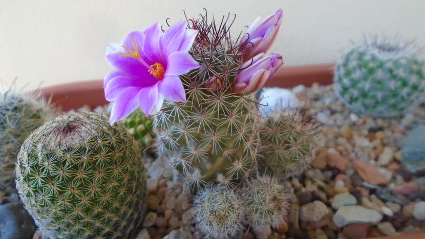 Mammillaria grahamii ssp. sheldonii - Cactusi 2020 evolutie vara