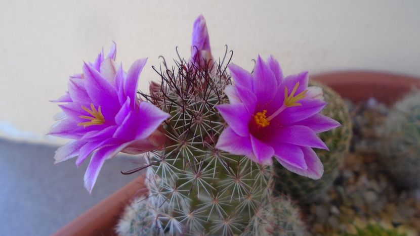 Mammillaria grahamii ssp. sheldonii - Cactusi 2020 evolutie vara