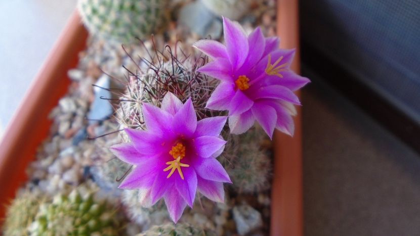 Mammillaria grahamii ssp. sheldonii - Cactusi 2020 evolutie vara