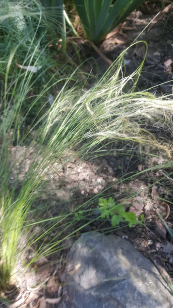 stipa capillata hybr, - Gradina si terasa PrimaLuce_7-Hello 2020