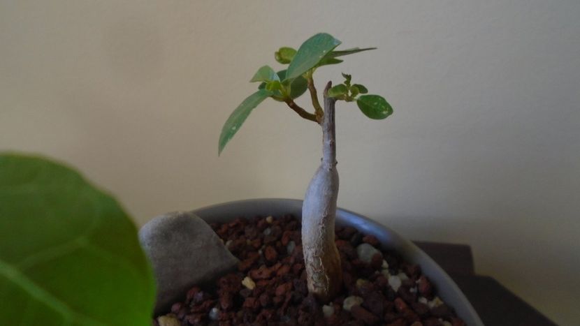 Ficus burkei - Caudiciforme - pachycaule si bulboase 2020