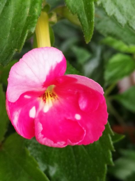 Royal Blush - Achimenes 2020