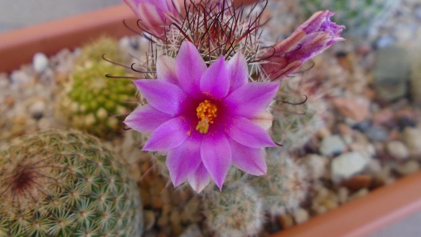 Mammillaria grahamii ssp. sheldonii - Cactusi 2020 evolutie vara