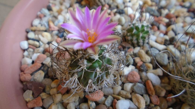 Turbinicarpus krainzianus v. lausseri - Cactusi 2020 evolutie vara