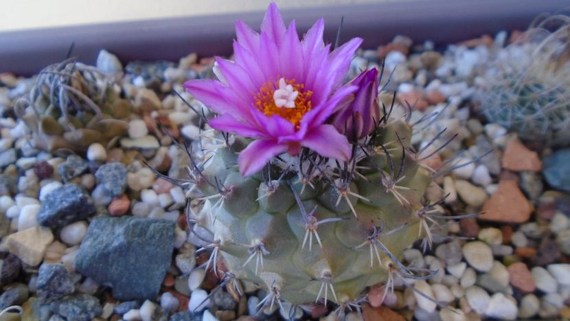 Turbinicarpus viereckii - Cactusi 2020 evolutie vara