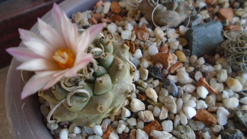 Turbinicarpus schwarzii v. rubriflorus - Cactusi 2020 evolutie vara