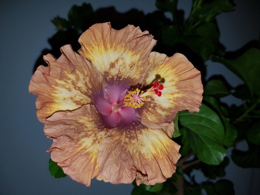  - HIBISCUS 2020