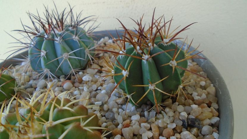 Melocactus violaceus - Cactusi 2020 evolutie vara