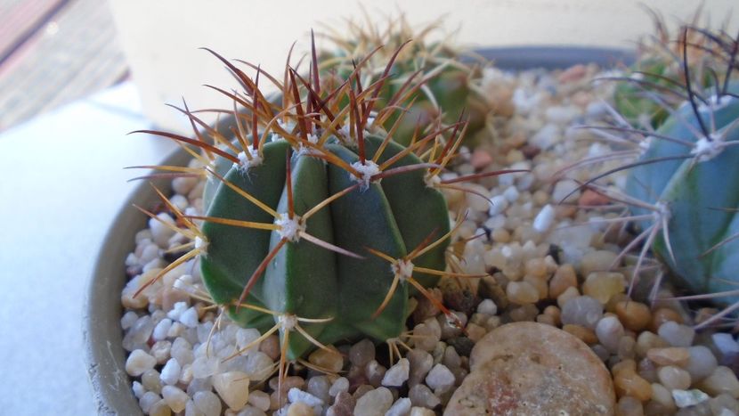 Melocactus violaceus - Cactusi 2020 evolutie vara