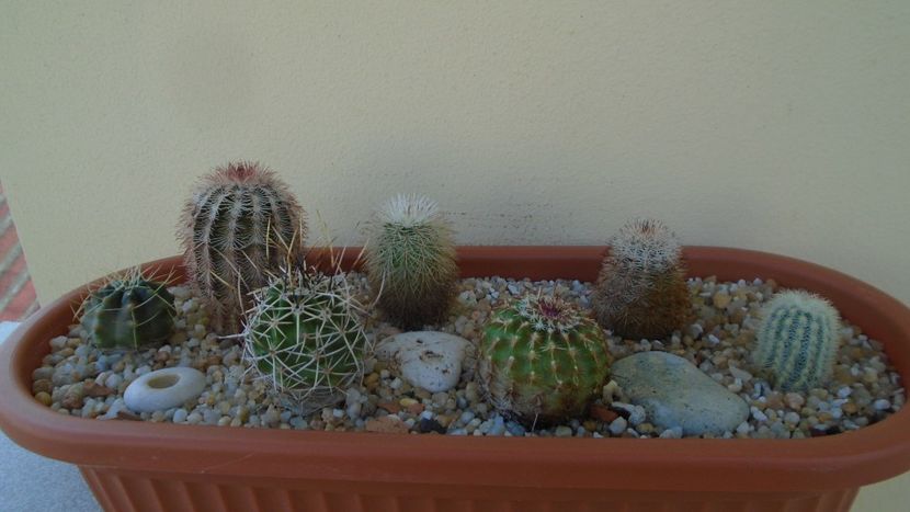 Grup de 7 Echinocereus - Cactusi 2020 evolutie vara