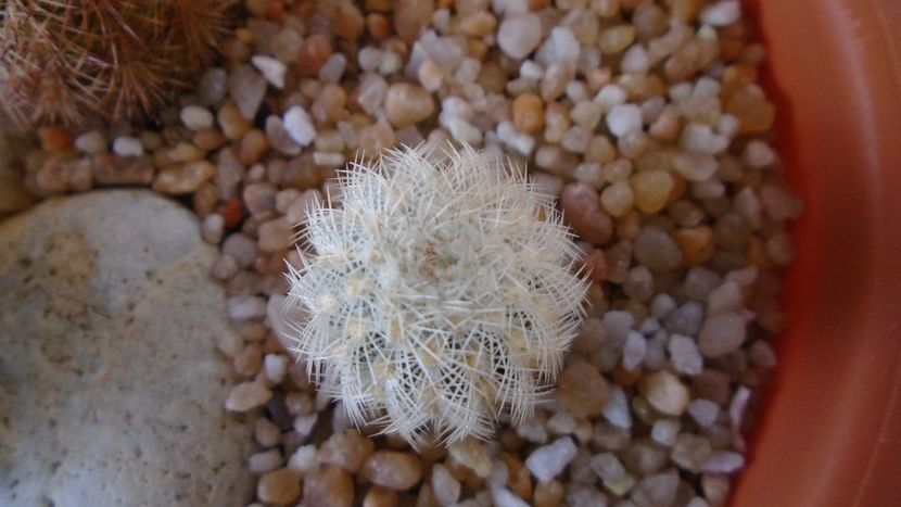 Echinocereus reichenbachii v. albispinus - Cactusi 2020 evolutie vara