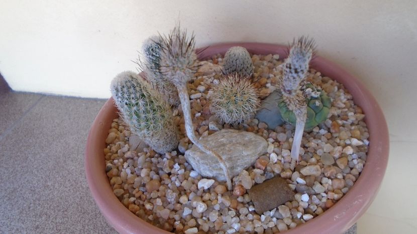 Grup de 7 Turbinicarpus - Cactusi 2020 evolutie vara