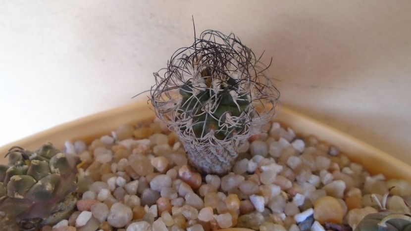 Turbinicarpus krainzianus v. lausseri - Cactusi 2020 evolutie vara